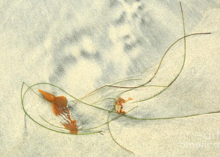 Seaweed Greeting Card featuring the photograph Curly Seaweed by Richard Omura