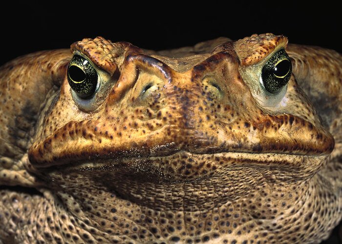 Feb0514 Greeting Card featuring the photograph Cururu Toad Face Brazil by Pete Oxford