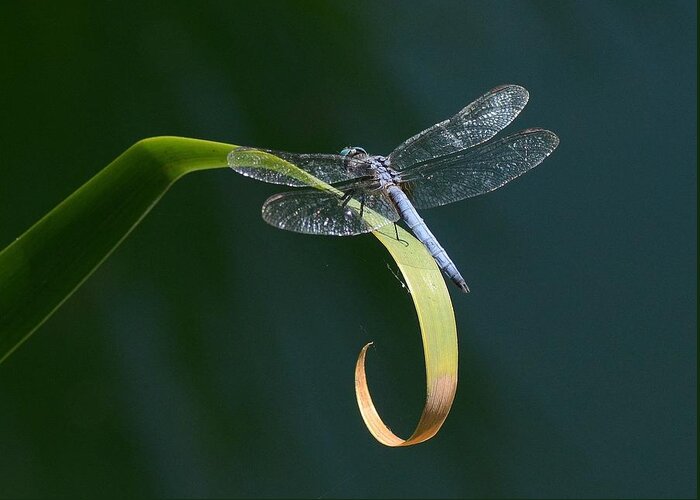 Blue Dasher Dragonfly Greeting Card featuring the photograph Curves by Fraida Gutovich