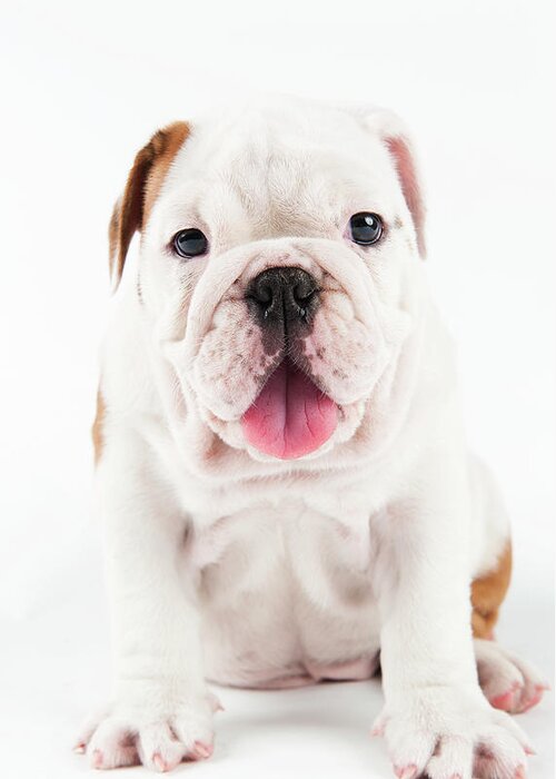 Pets Greeting Card featuring the photograph Cute Bulldog Puppy On White Background by Peter M. Fisher