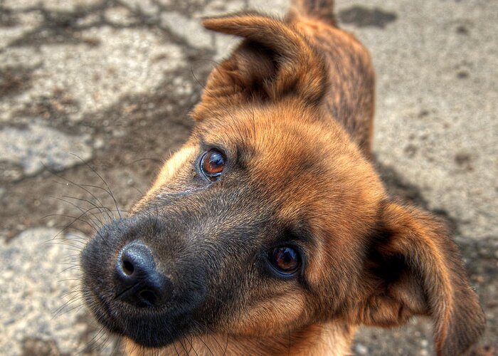 Dog Greeting Card featuring the photograph Cute dog closeup by Vlad Baciu