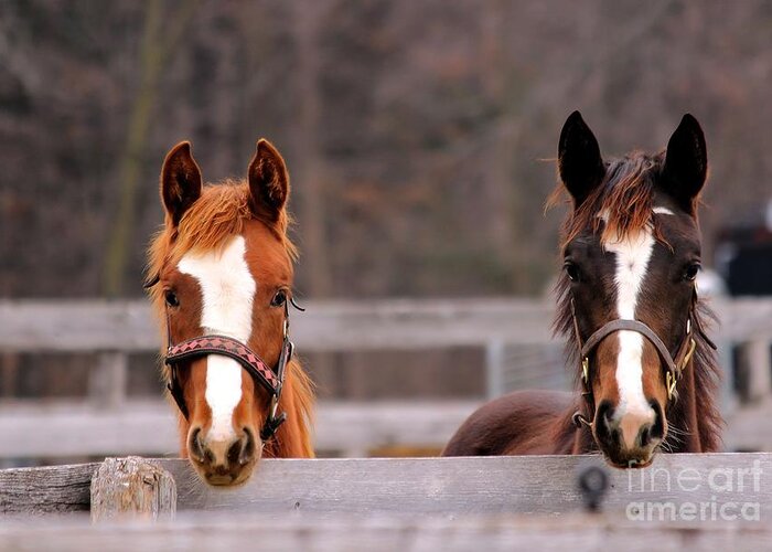 Horse Greeting Card featuring the photograph Cute Yearlings by Janice Byer