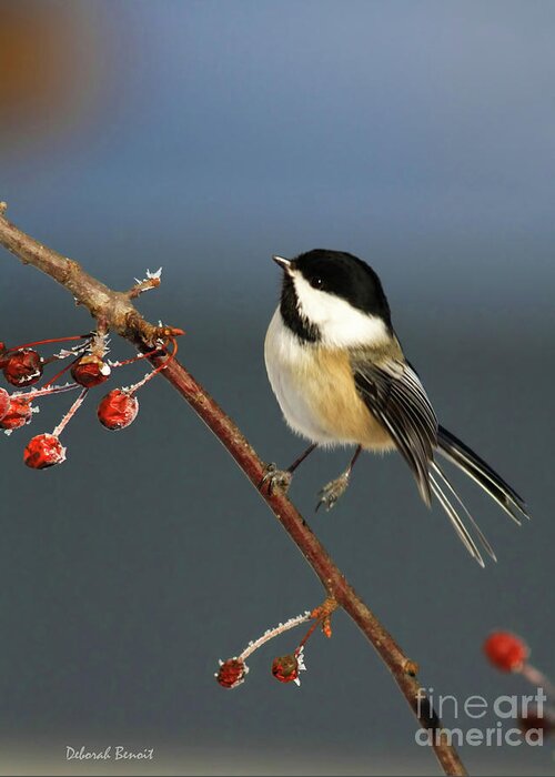 Chickadee Greeting Card featuring the photograph Cutest Of Cute by Deborah Benoit