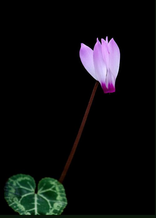 Flower Greeting Card featuring the photograph Pink Cyclamen flower by Michalakis Ppalis