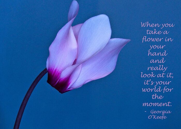 Flower Greeting Card featuring the photograph Cyclamen on Blue with O Keefe Quote by Phyllis Meinke