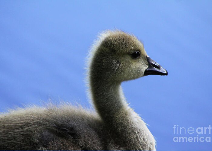 Conservation Greeting Card featuring the photograph Cygnet by Alyce Taylor