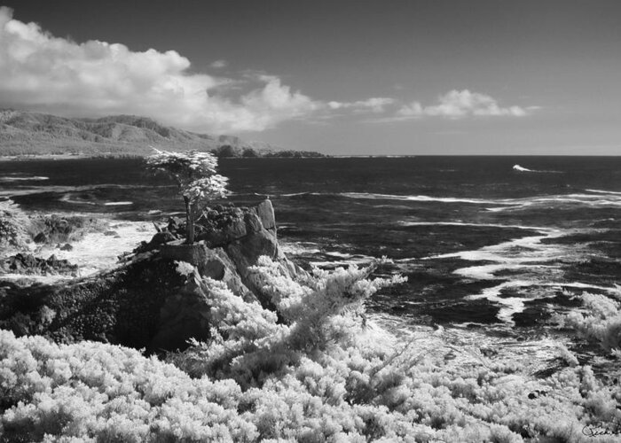 Cypress Greeting Card featuring the photograph Cypress Point ll by Richard Stedman