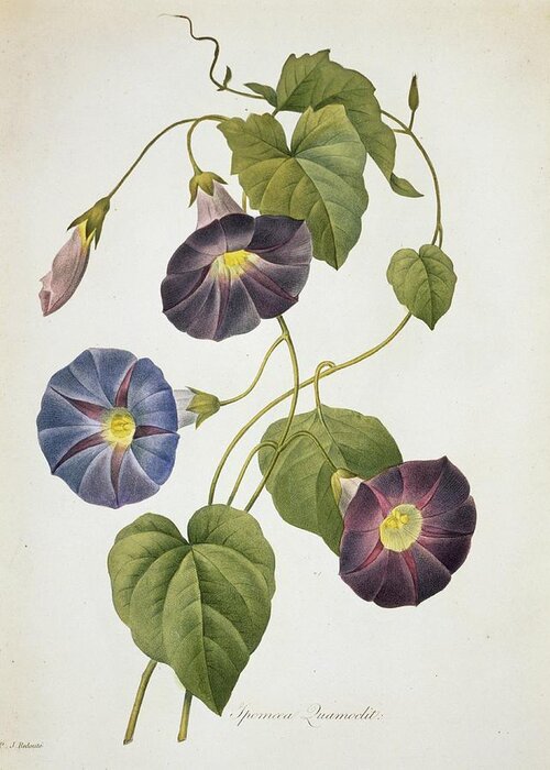 Illustration Greeting Card featuring the photograph Cypress Vine Ipomoea Quamoclit by Natural History Museum, London/science Photo Library