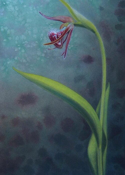 Ram's Head Orchid Greeting Card featuring the painting Cypripedium arietinum IV by Robin Street-Morris