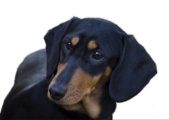 Dog Greeting Card featuring the photograph Dachshund by Linsey Williams