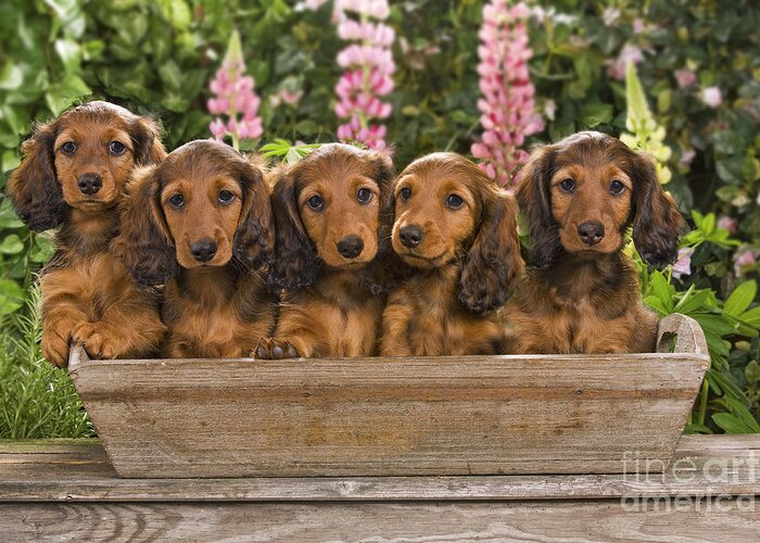 Dachshund Greeting Card featuring the photograph Dachshunds In A Flowerpot by Jean-Michel Labat