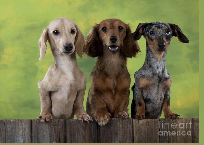 Dachshund Greeting Card featuring the photograph Dachshunds Looking Over Fence by John Daniels