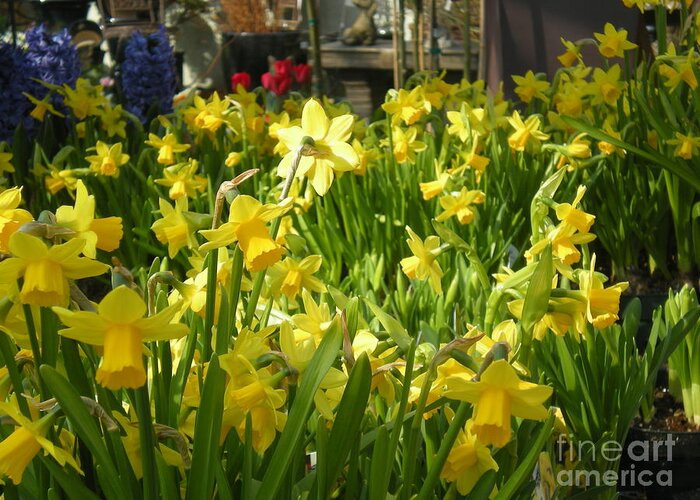 Yellow Daffodoils Greeting Card featuring the photograph Daffidoils by Kim Prowse