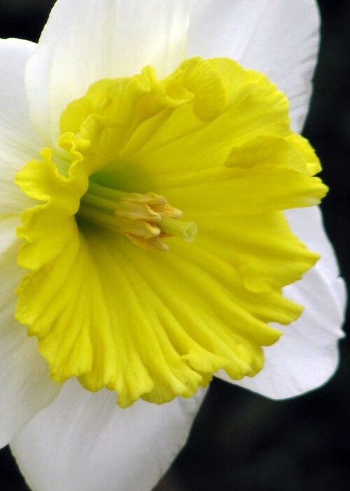 Daffodil Greeting Card featuring the photograph Daffodil 21 by Pamela Critchlow