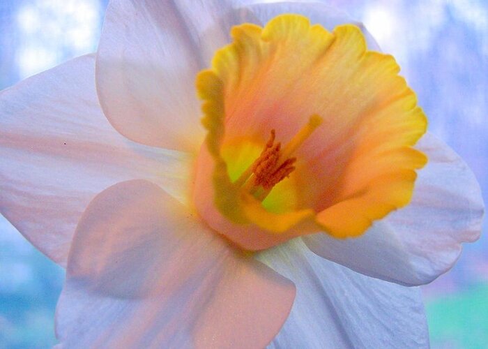 Daffodil Greeting Card featuring the photograph Daffodil Dance by Kathleen Luther