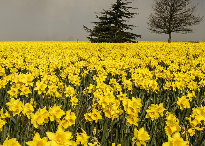 Daffodil Greeting Card featuring the photograph Daffodils A Plenty by Tony Locke