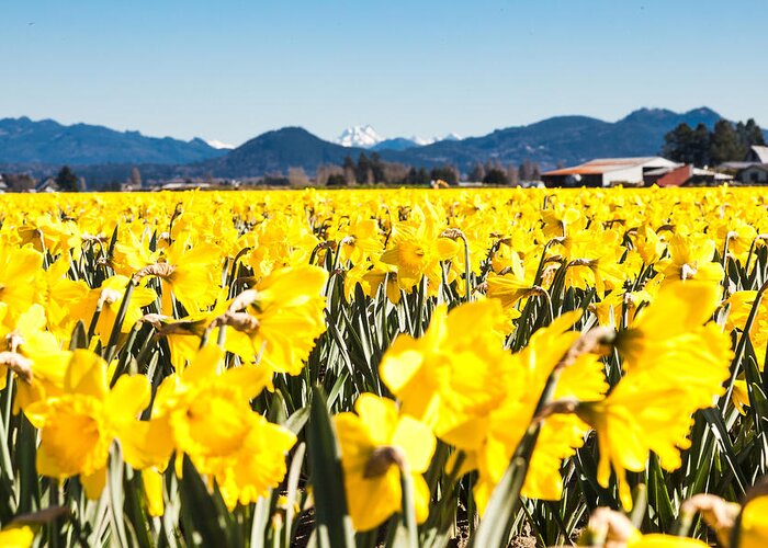 Daffodils Greeting Card featuring the photograph Daffodils and Snow-capped Mountains by Judy Wright Lott
