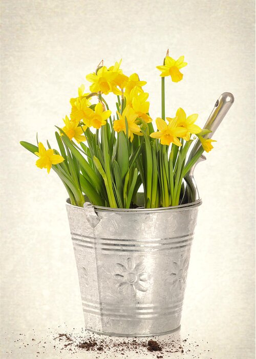 Spring Greeting Card featuring the photograph Daffodils by Amanda Elwell