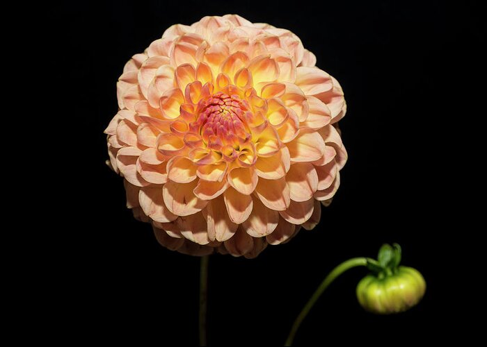 Coral Colored Greeting Card featuring the photograph Dahlia Against Black Background by Mike Hill
