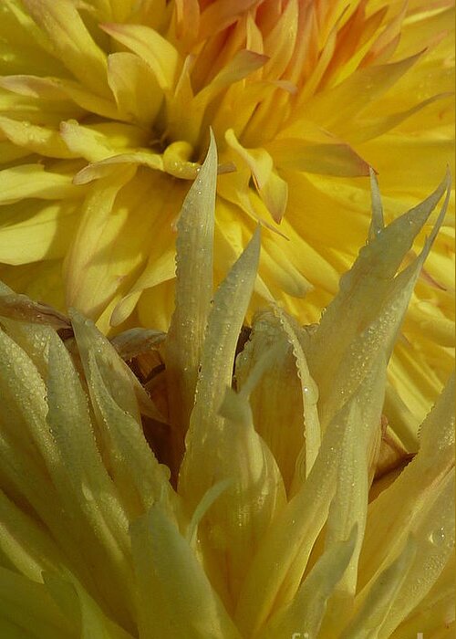 Dahlia Greeting Card featuring the photograph Dahlia Dew Yellow by Susan Garren