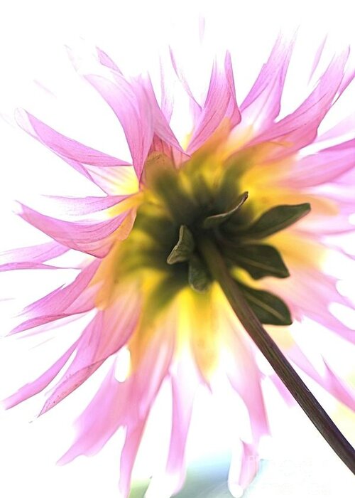 Dahlia Flower Greeting Card featuring the photograph Dahlia Flower by Joy Watson