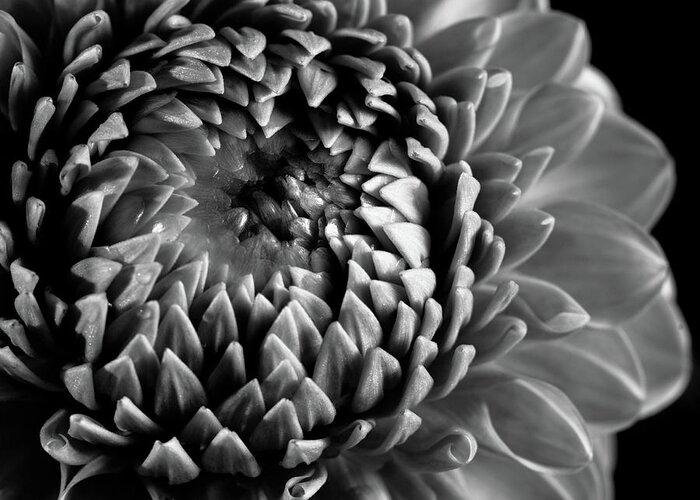 Black Color Greeting Card featuring the photograph Dahlia Flower Macro by Letty17