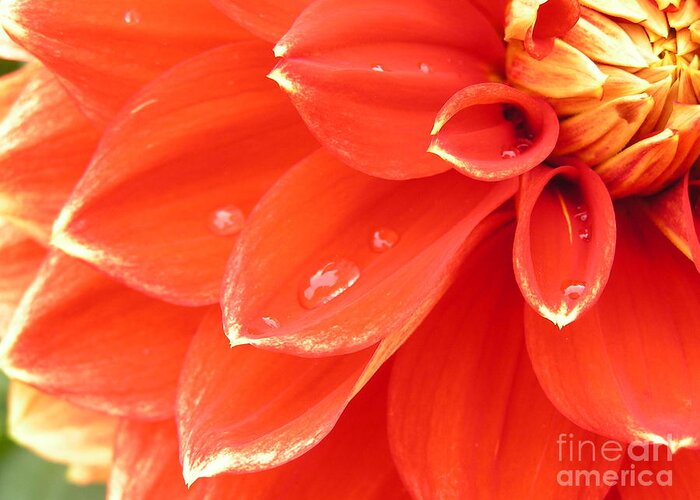 Dahlia Greeting Card featuring the photograph Dahlia Heart by Spikey Mouse Photography