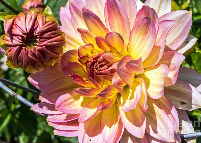 Community Garden Greeting Card featuring the photograph Dahlia by Kate Brown