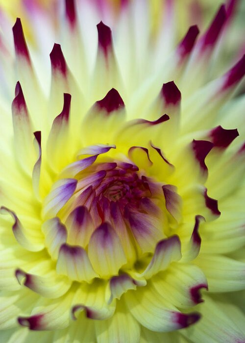 Dahlia Greeting Card featuring the photograph Dahlia by Sonya Lang