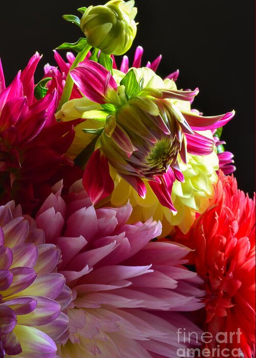 Dahlia Greeting Card featuring the photograph Dahlia Stack by Ben Baucum