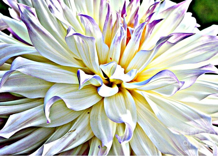 Dahlia Greeting Card featuring the photograph Dahlia Surprise by Charlotte Stevenson