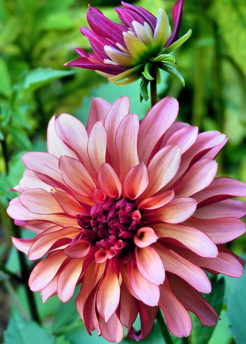 Flowers Greeting Card featuring the photograph Dahlias in bloom by Janice Drew