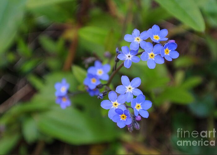  Greeting Card featuring the photograph Dainty Blue by Sharron Cuthbertson