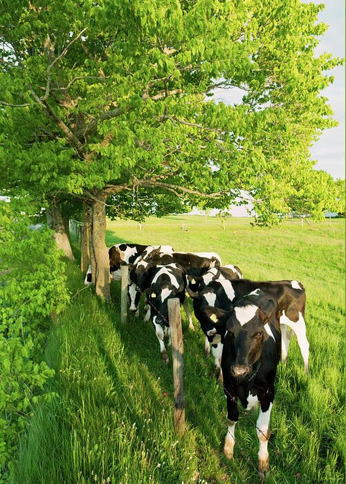 Cow Greeting Card featuring the photograph Dairy Cows by Shaunl