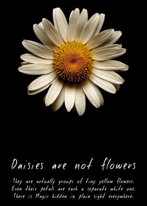 Daisies Are Not Flowers Greeting Card featuring the photograph Daisies are not flowers by Weston Westmoreland