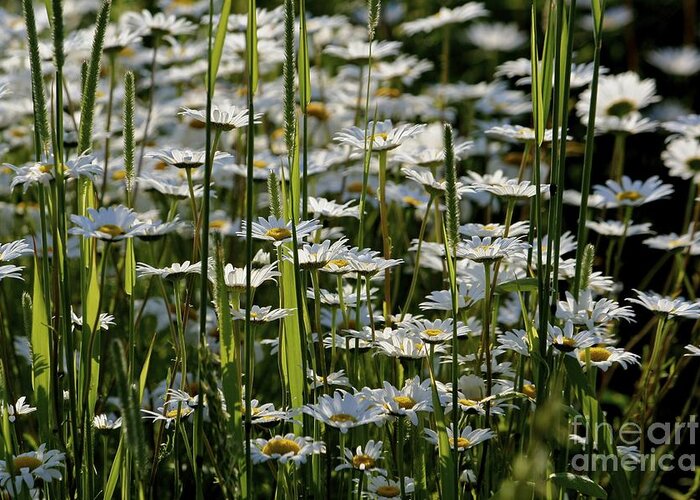 Daisies Greeting Card featuring the photograph Daisies by Jim Gillen