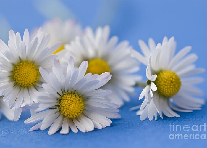 Bloom Greeting Card featuring the photograph Daisies on Blue by Jan Bickerton