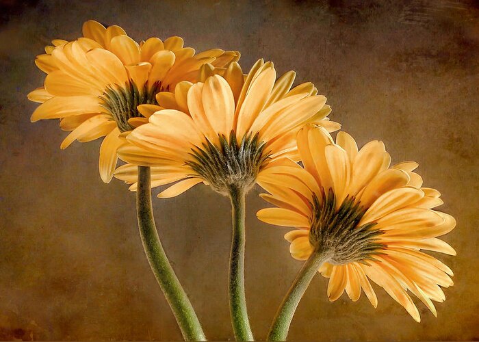 Bloom Greeting Card featuring the photograph Daisies Three by David and Carol Kelly