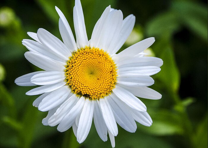 Flower.daisy Greeting Card featuring the photograph Daisy by Phil Abrams