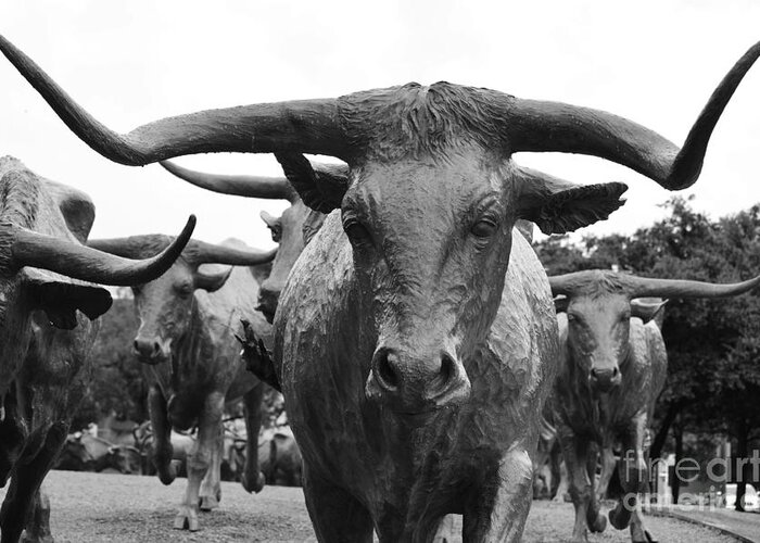 Travelpixpro Dallas Greeting Card featuring the photograph Dallas Texas Pioneer Plaza Longhorn Cattle Drive Bronze Sculpture Black and White by Shawn O'Brien