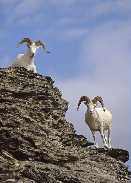 Feb0514 Greeting Card featuring the photograph Dalls Sheep On Rock Outcrop North by Michael Quinton