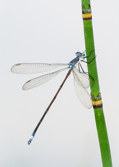 Equisetum Greeting Card featuring the photograph Damselfly on Horsetail by Jim Zablotny