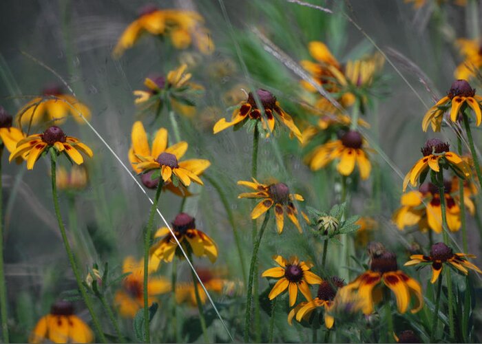 These Texas Wildflowers Seem To Be Dancing To A Melody All Their Own. Greeting Card featuring the photograph Dance of Flowers by Susan Moody