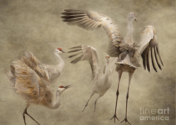 Sandhill Crane Greeting Card featuring the photograph Dance of the Sandhill Crane by Pam Holdsworth