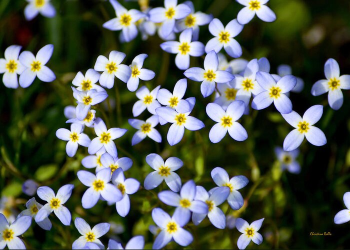 Spring Flowers Greeting Card featuring the photograph Spring Bluet Flowers by Christina Rollo