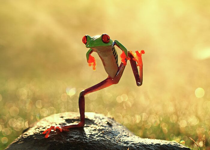 Animal Themes Greeting Card featuring the photograph Dancing Frog, Batam City, Riau Islands by Shikheigoh