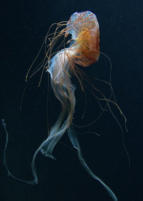 Jellyfish Greeting Card featuring the photograph Dancing Queen by Dirk Heckmann