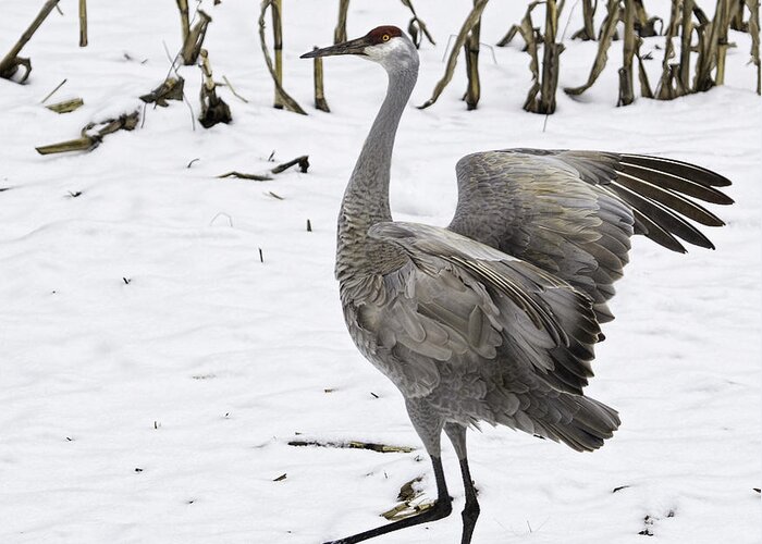 Sandhill Crane Greeting Card featuring the photograph Dancing Sandhill Crane by Thomas Young