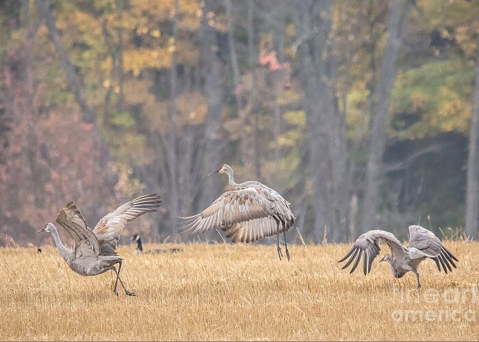 Landscape Greeting Card featuring the photograph Dancing Sandhill Cranes by Cheryl Baxter