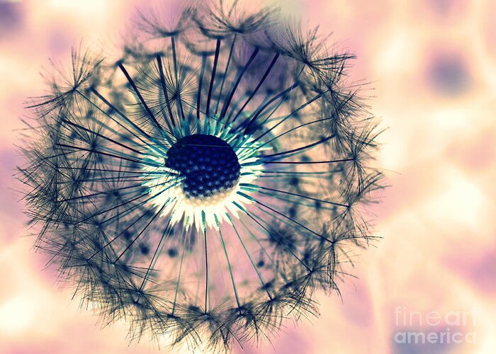 Dandelions Greeting Card featuring the photograph Dandelion 5 by Amanda Mohler